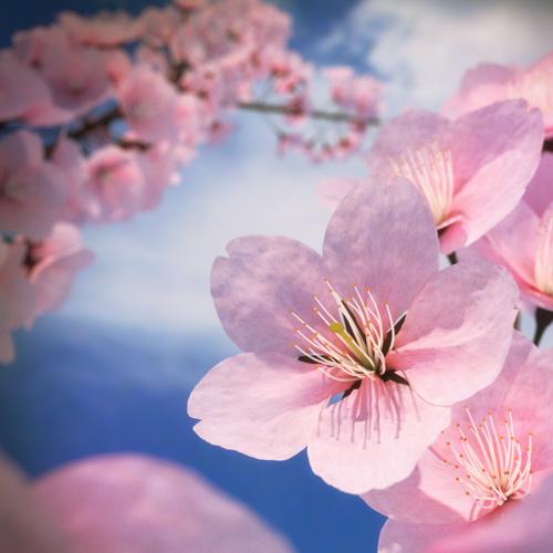 Cherry blossom - Sakura Flower preview image